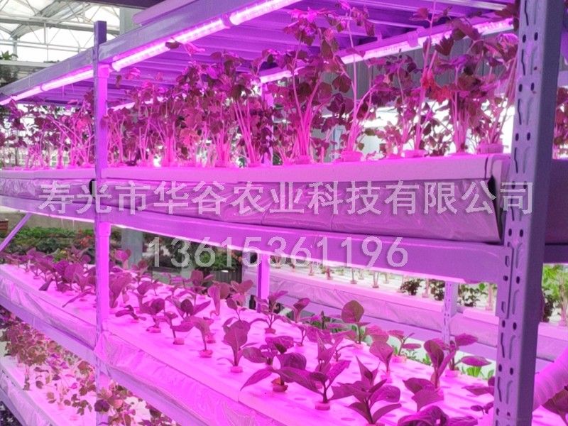 植物工廠